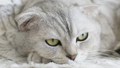 泡沫混凝土价格多少钱一个立方